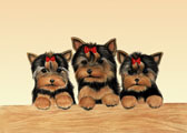 Yorkie Puppies